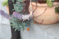 cc725783-IMG_0497 senecio1.jpg
